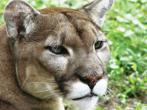 Florida panthers experienced the second year in a row of record-breaking road-kill deaths due to increased traffic and development in panther habitat.