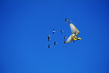 Whooping cranes follow an ultralight airplane on a 1,218-mile migration route from Necedah National Wildlife Refuge to Florida.