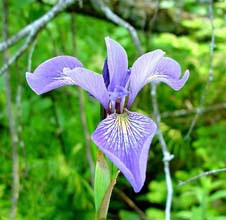 LOVE IRISES? Instead of an exotic species, find an iris native to your area. The beautiful specimen above is an Iris versicolor, which is local to me.