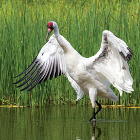 Despite the many years and millions of dollars dedicated to the recovery of the whooping crane, continued habitat degradation darkens its recovery horizon.